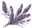 accent lavender